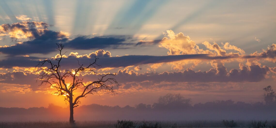 A Botswana Safari Journey