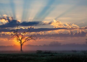 A Botswana Safari Journey