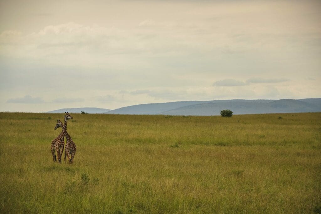 Beste afrikanische Safari-Touren für Paare