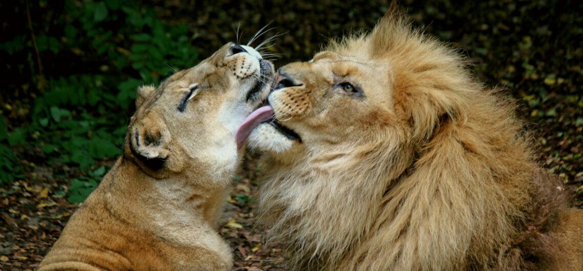 Safaris für Paare