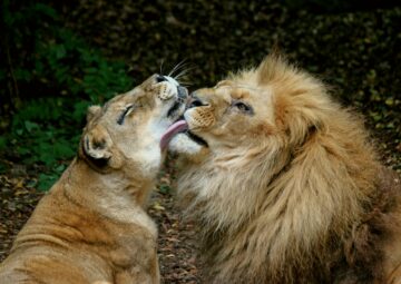 Safaris for Couples