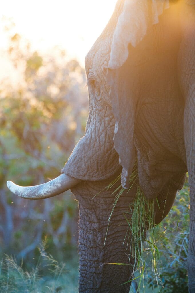 Safaris in South Africa