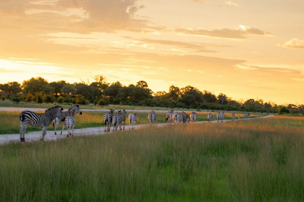Zebra in Botswana
