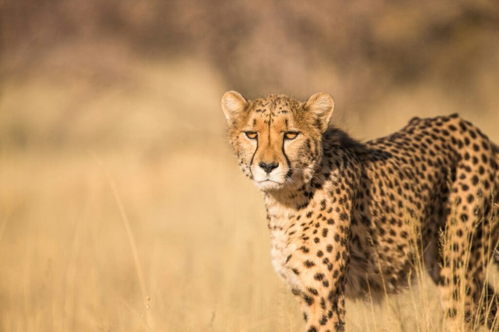 Cheetah Print