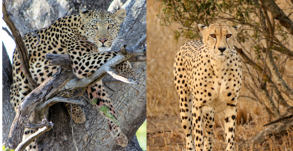 Unterschied zwischen Leoparden- und Gepardenmuster