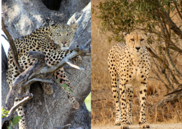 Difference in Leopard and Cheetah Print