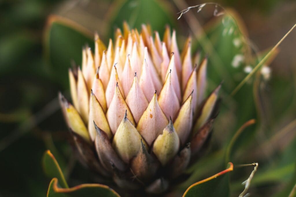 Blumen in Hermanus