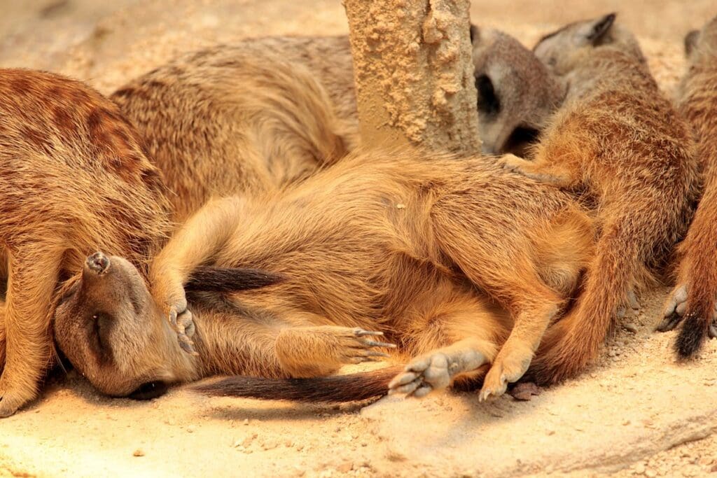 Meerkats in the Kalahari Desert