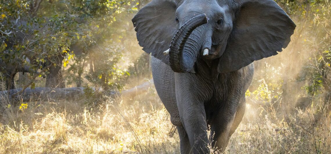 Dinge zu tun in Simbabwe, Wildlife Safari