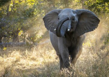 Things to do in Zimbabwe, Wildlife Safari