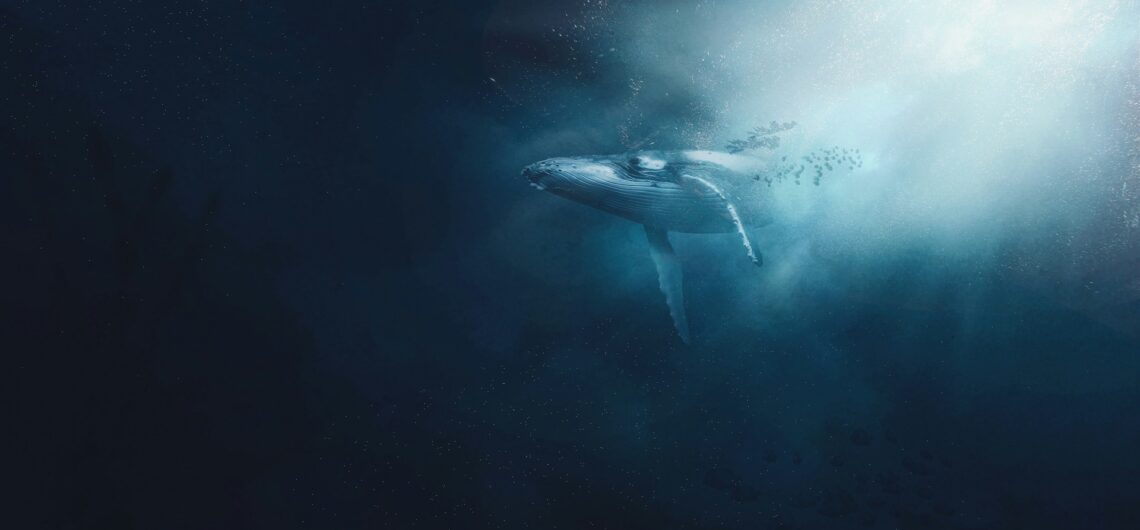 Whale Watching in Hermanus