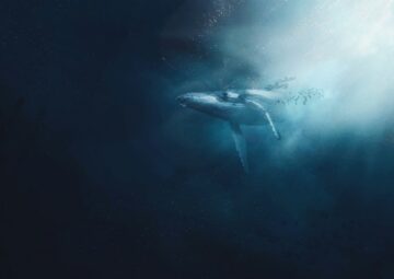 Whale Watching in Hermanus