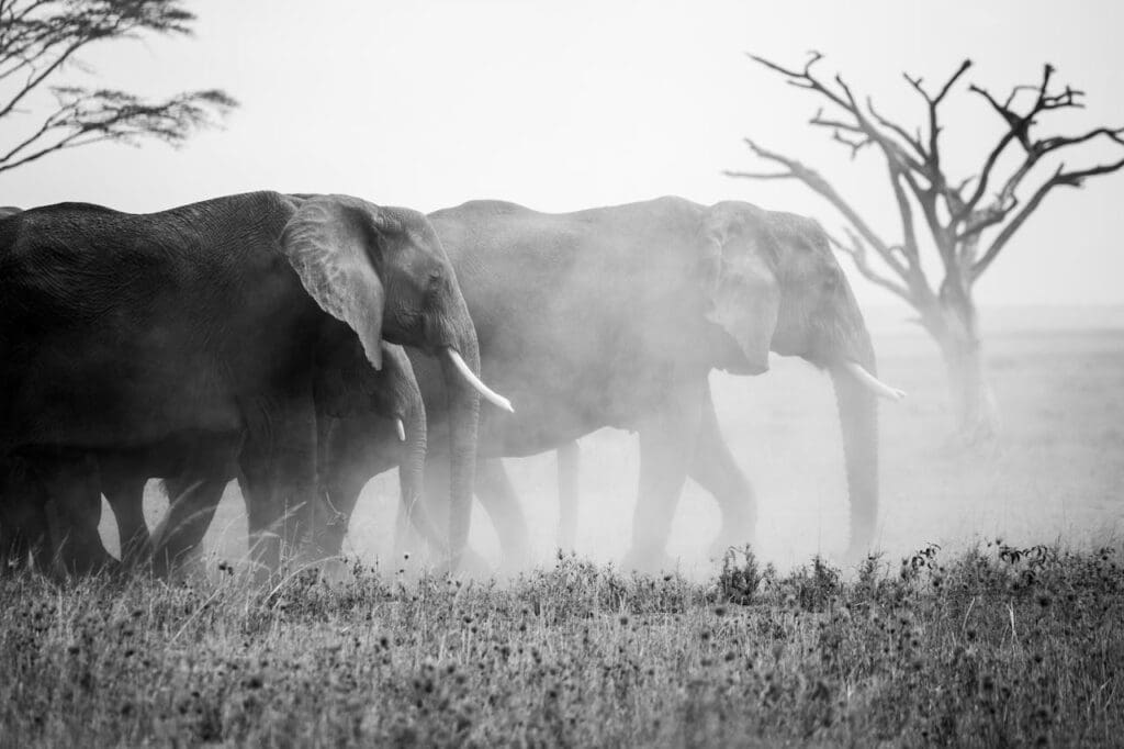 Wildlife in Zambia