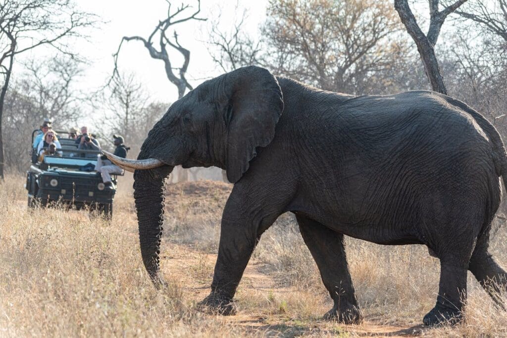 Safaris for Digital Detox Holidays