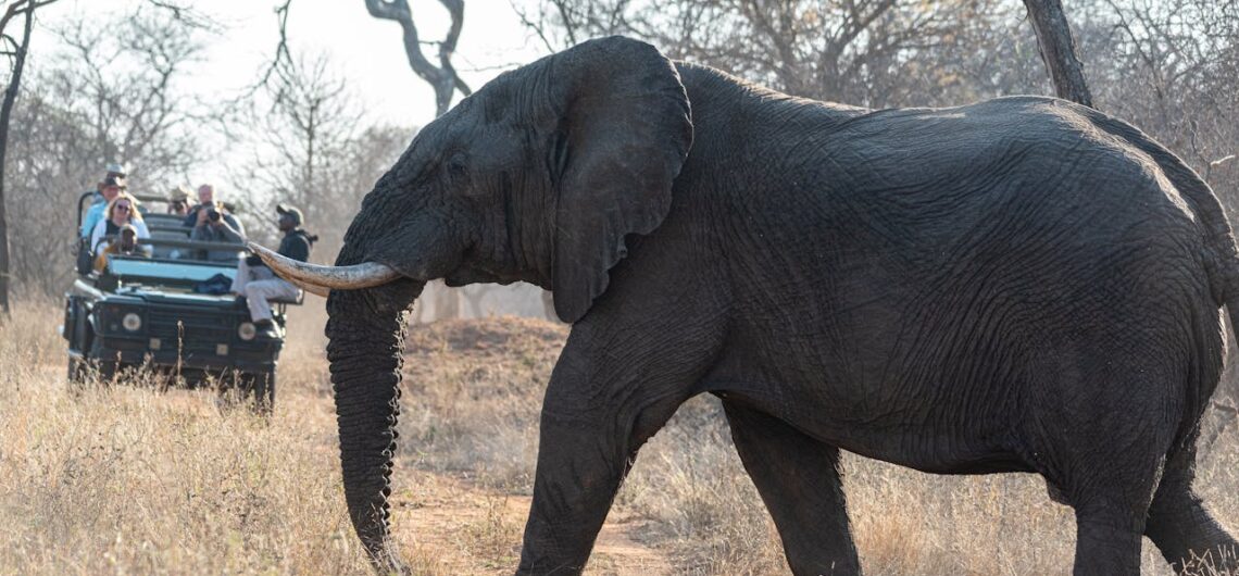 Safaris for Digital Detox Holidays