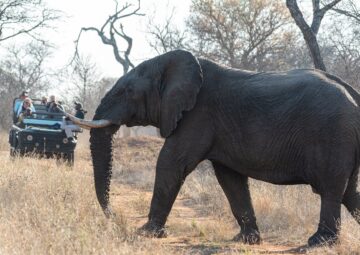 Safaris for Digital Detox Holidays