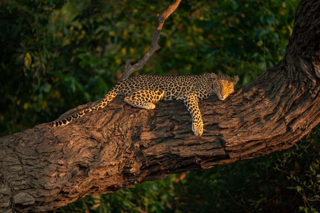 Leopard lying up on a tree trunk in the Okavango Delta Botswana