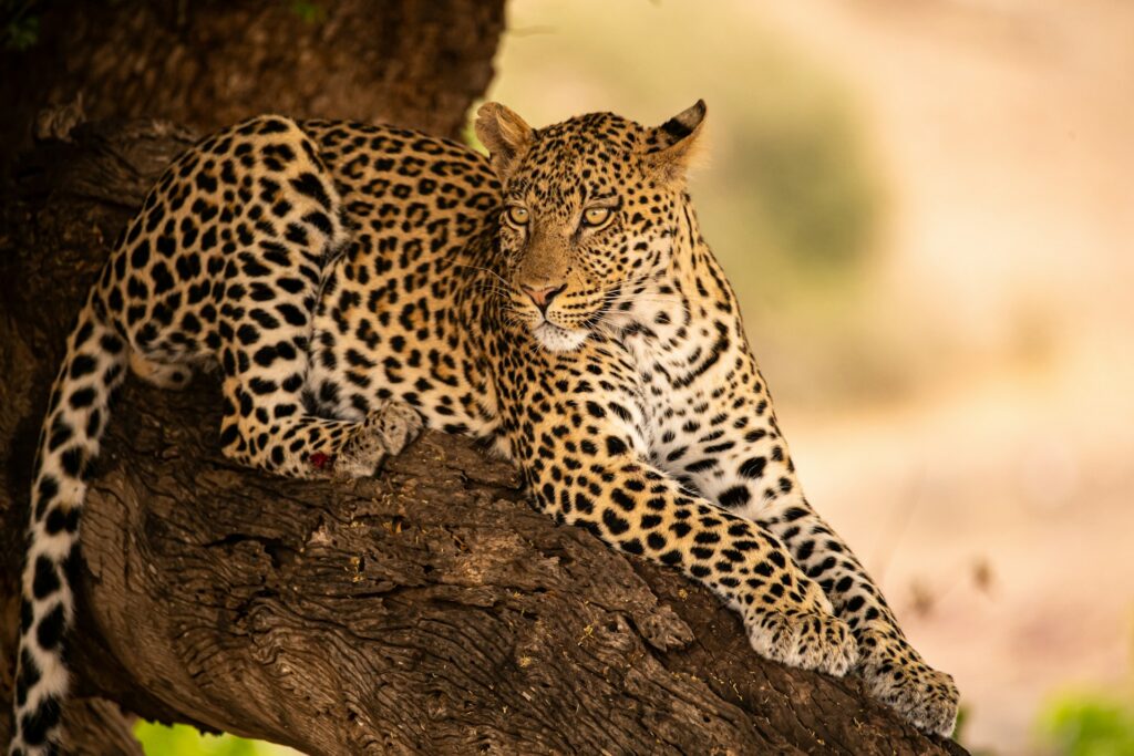 Best Destinations for Leopard Safaris