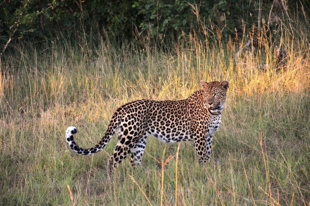 Best Places to See Leopard in Africa