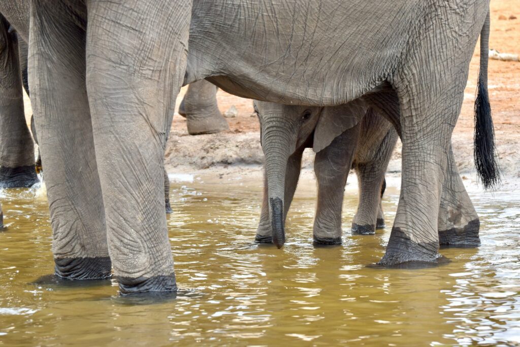 Chobe River and its Elephants