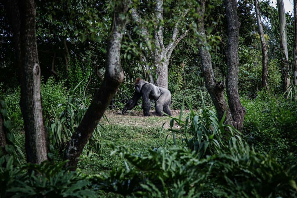 Gorilla Safaris in Africa