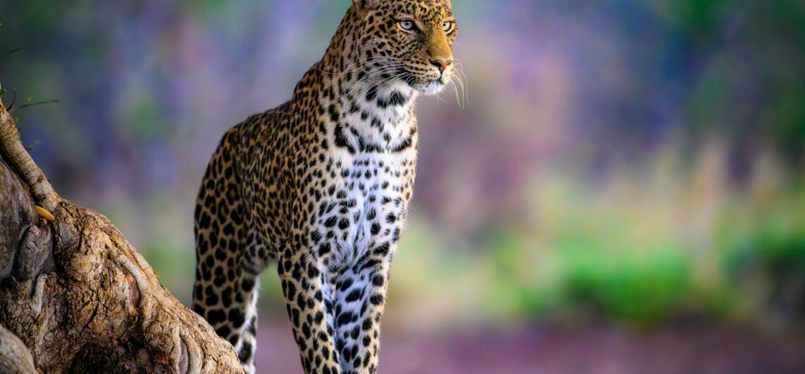 Leopard Safaris