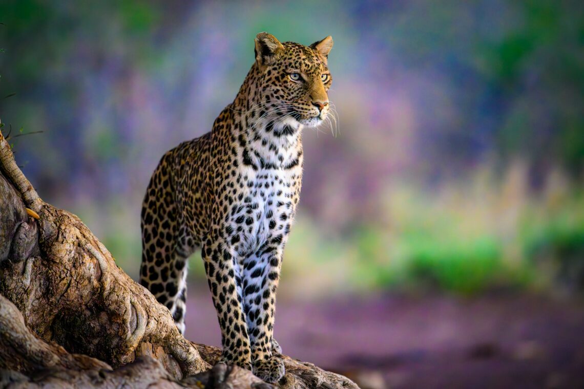 Leopard Safaris