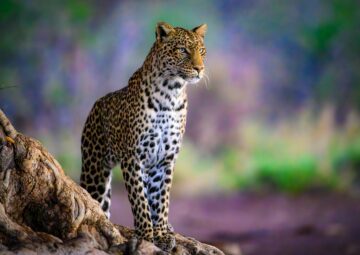 Leopard Safaris