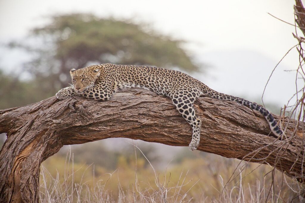Leopard Sighting