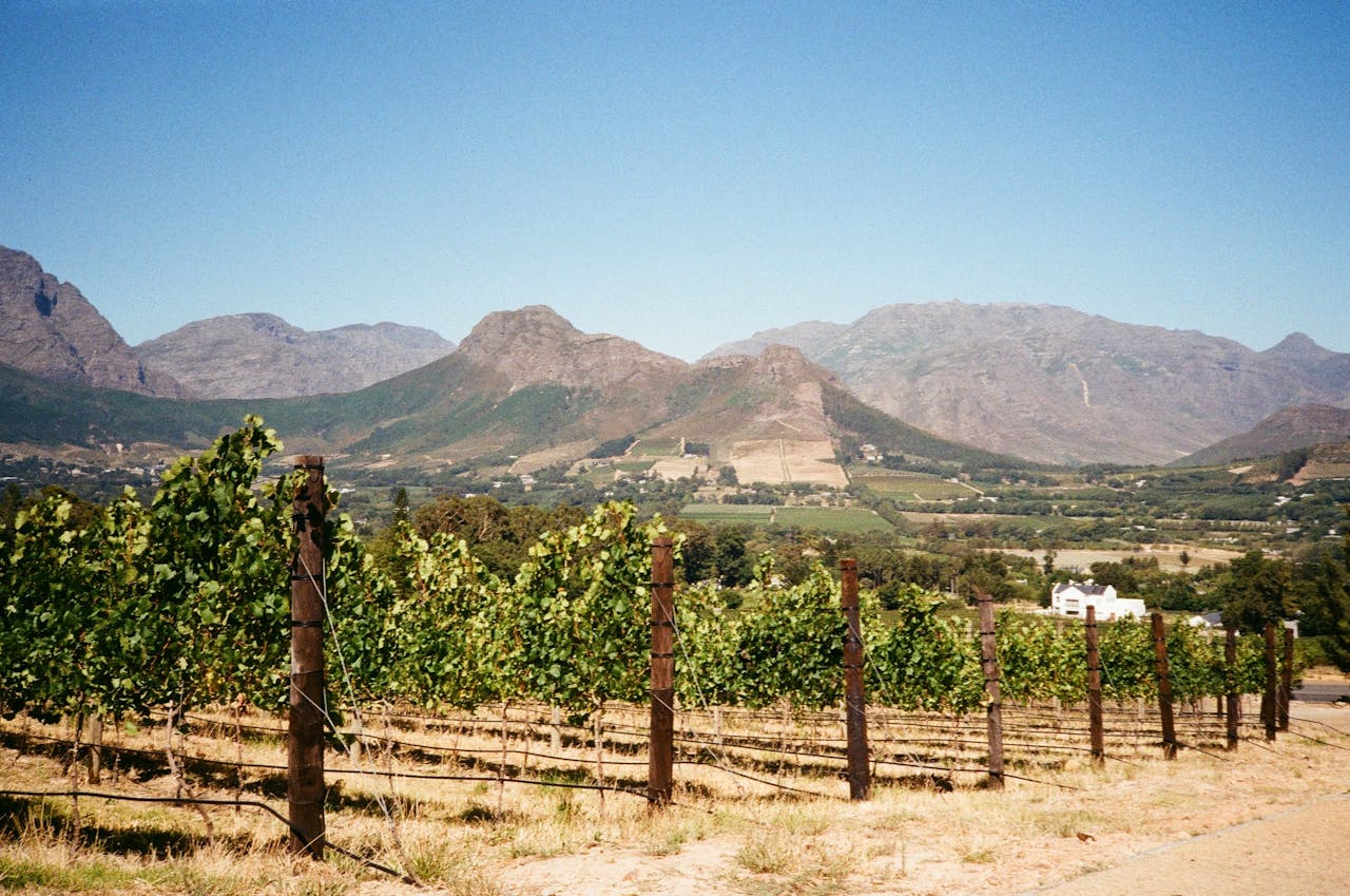 Wine Farm Near Franschhoek