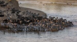 Wildebeest and zebra gather at river for great migration in east africa mara river tanzania