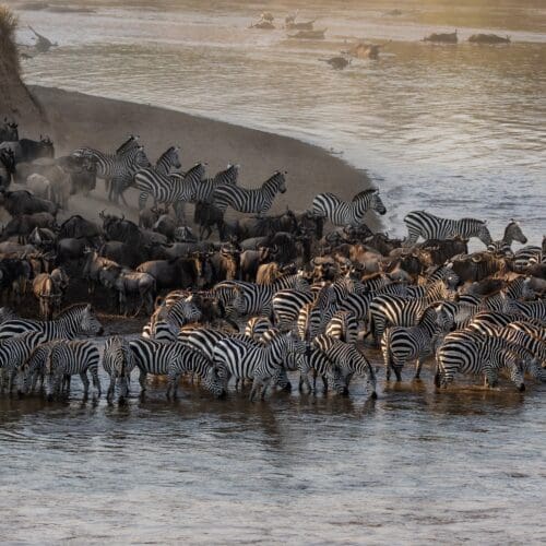 Wildebeest and zebra gather at river for great migration in east africa mara river tanzania