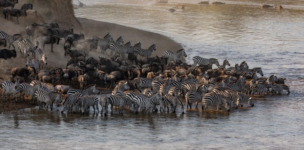 Wildebeest and zebra gather at river for great migration in east africa mara river tanzania