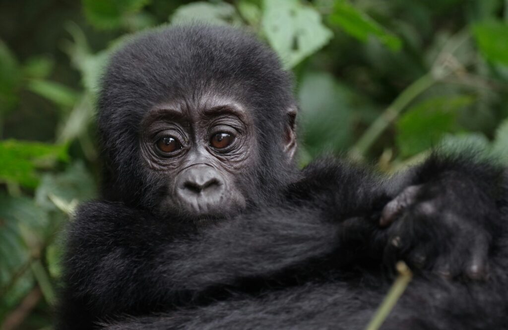 A Baby Gorilla in Uganda A Baby Gorilla in Uganda