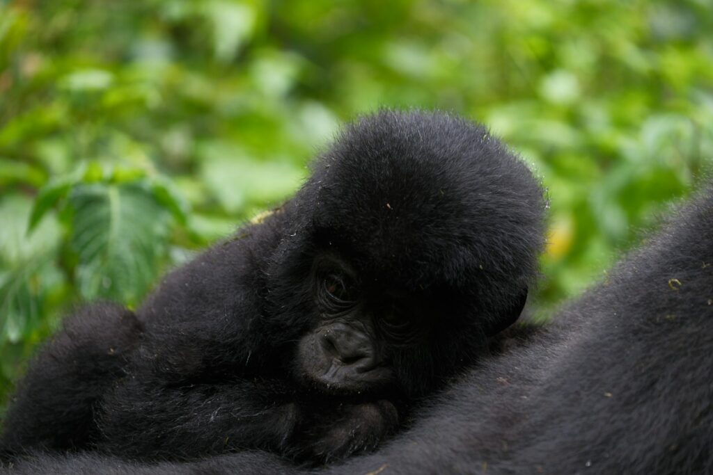 A Baby Mountain Gorilla