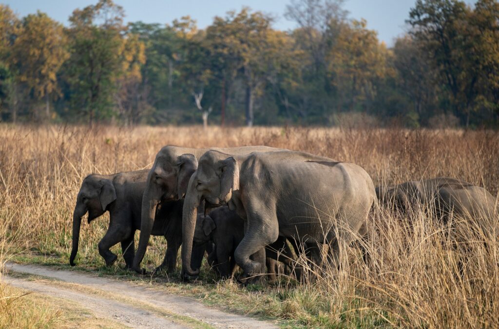 A Herd of Elephant