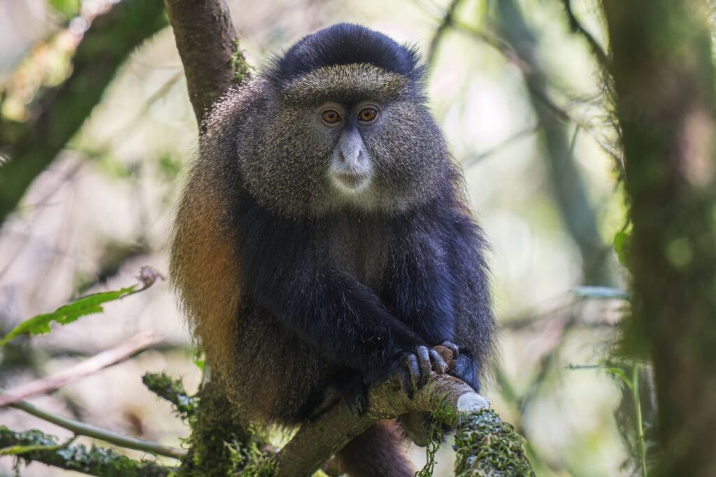Golden Monkey in Rwanda Golden Monkey in Rwanda