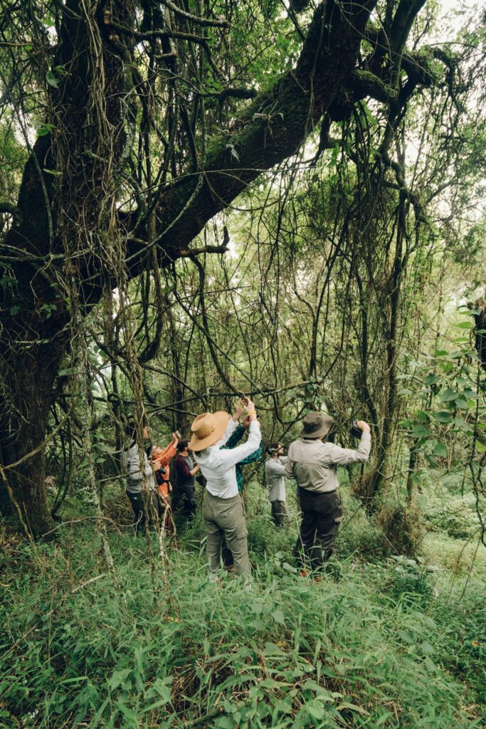 Gorilla Trekking in Bwindi