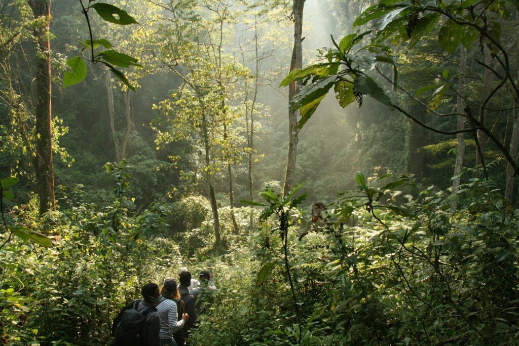 Gorilla Trekking in Uganda Gorilla Trekking in Uganda