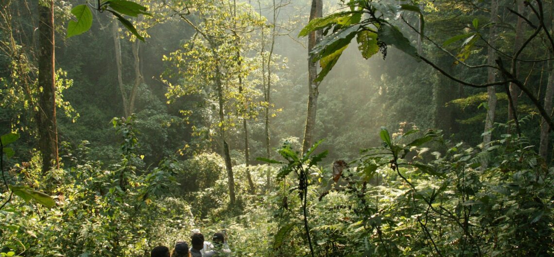 Gorilla Trekking in Uganda