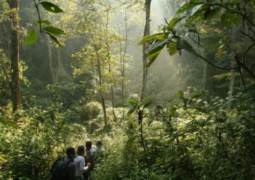 Gorilla Trekking in Uganda