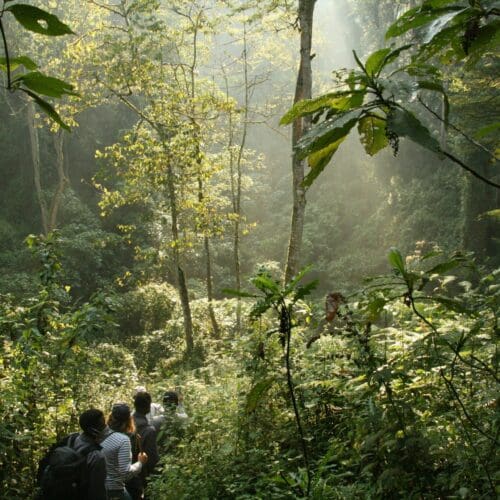 Gorilla Trekking in Uganda