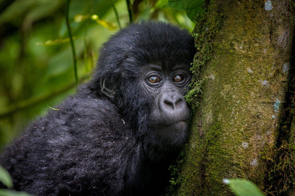 Gorilla in Uganda
