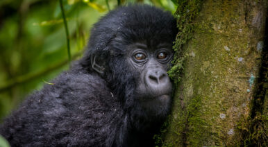 Gorilla---Uganda