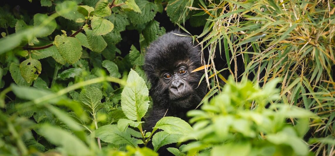 Visiting the Pearl of Africa, Uganda 1 Gorilla in a Ugandan Forest