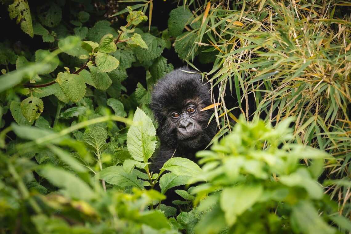 Gorilla in a Ugandan Forest