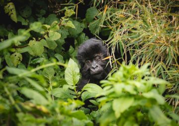 Gorilla in a Ugandan Forest