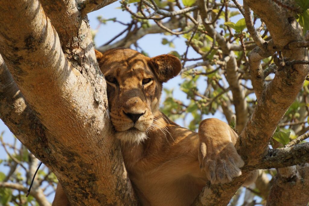 Lion in a Tree in Uganda Lion in a Tree in Uganda