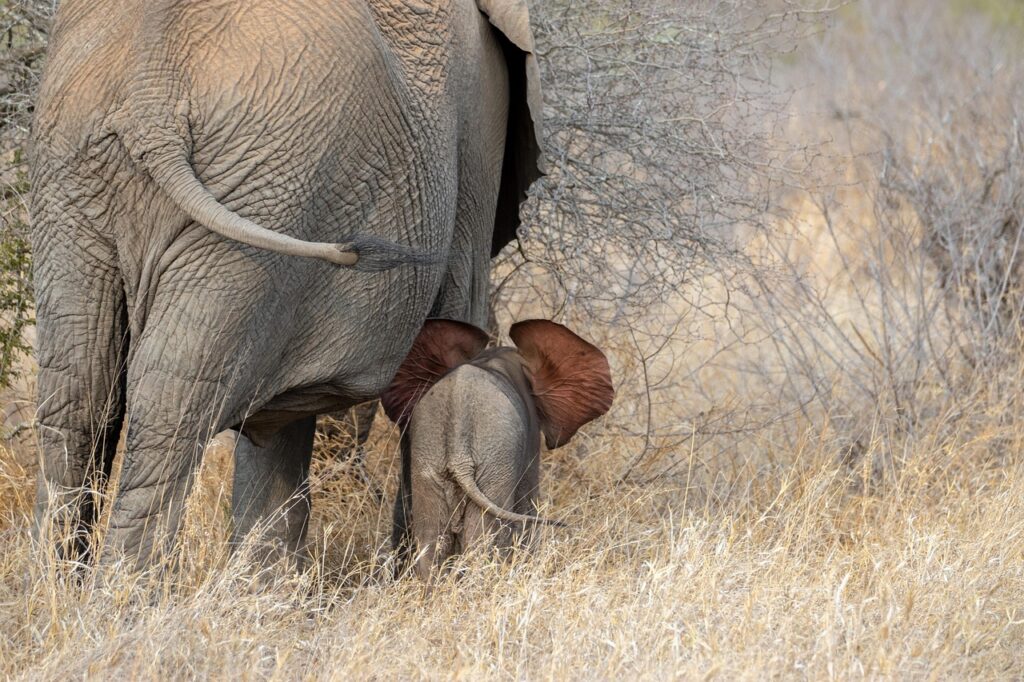 Mother and Baby Elephant