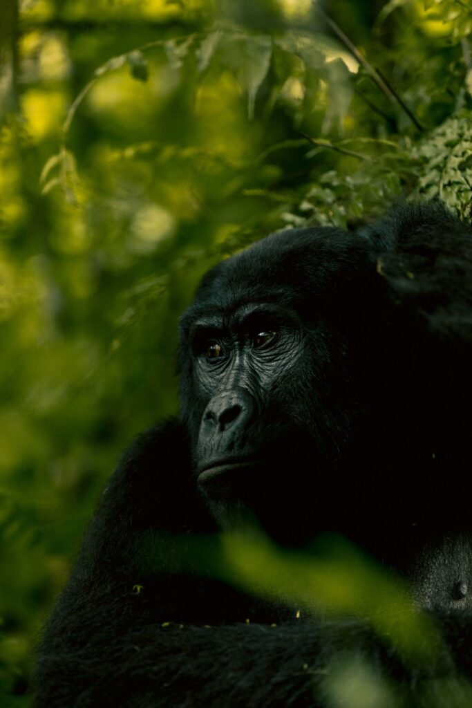 Mountain Gorilla in Bwindi